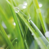 Digitaldruckbilder-für-Küchenrückwände-auf-Glas - Sparkling Grass Digitaldruckbilder-für-Küchenrückwände-auf-Glas - Sparkling Grass